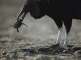 A Vulture Eating a Newly Hatched Sea Turtle Emerging from Its Nest