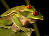 Pair of Red-Eyed Tree Frogs (Agalychnis Callidryas) in Amplexis