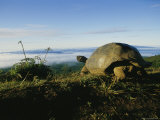 Giant Galapagos Tortoise near the Rim of the Alcedo Volcano  Galapagos Islands