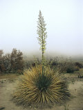 Flowering Yucca Plant  Mojave Desert  Southern California