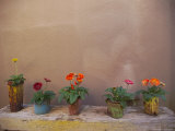 Gerbera Daisies in Cans