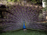 A Peacock Spreads It's Tail in a Display of Colorful Plummage