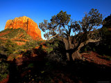 Courthouse Butte and a Cypress Tree