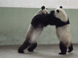 Two Giant Pandas Play Wrestle in Their Pen  Chengdu Zoo  Sichuan Province  China