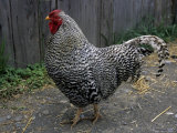 A Vibrant Rooster of the Dominique Breed Struts Through the Barnyard