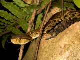 Fer-De-Lance (Bothrops Asper) Pit Viper on Rock with Tongue Out