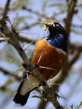 A Superb Starling with a Grasshopper in Its Mouth (Lamprotornis Superbus)