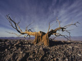 Gnarled Desert Holly  Death Valley National Monument  California