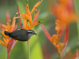 Bananaquit (Coereba Flaveola) Perched on Orange Heliconia Flower