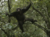 Male Chimp in a Tree near Gombe  Gombe Stream National Park  Tanzania