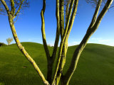 A Palo Verde Tree and a Green Golf Course