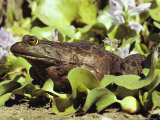 Close-Up of a Bullfrog  Atchafalaya National Wildlife Refuge  Louisiana