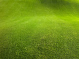Regular Grass on a Golf Course