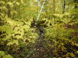 A Young Hiker Walks Through a Forest of Trees in Gold Autumnal Colors