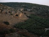This Cave  Now Overlooking a Banana Plantation  was Home to Neandertals and Then to Modern Humans