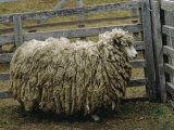 Sheep Covered in Wool  Harberton  Argentina