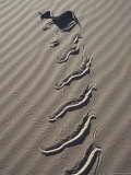 Sidewinder Rattlesnake Leaves Tracks in the Sand  Death Valley  California
