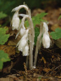 Indian Pipe  Baxter State Park  Maine