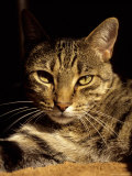 A Close View of the Face of a Curious Domestic Tabby Cat