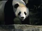 A Giant Panda Walks Through a Summer Sun Patch  National Zoo  Washington DC