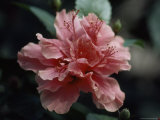 Close-Up of a Pink Hibiscus Flower  Jinghong Botanical Center  Yunnan Province  China