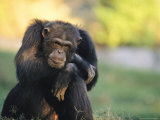 Portrait of Pensive Chimpanzee  Gombe Stream National Park  Tanzania
