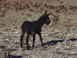 Young Burro Thrives in the Desert  Death Valley National Monument  California