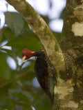 Pale-Billed Woodpecker (Campephilus Guatemalensis) Perched on Tree