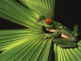Red-Eyed Tree Frog (Agalychnis Callidryas) Sitting on Palm at Night