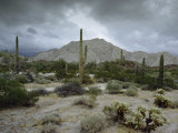 Saguaros Cacti Rise from the Sonoran Desert  Arizona-Mexico Border