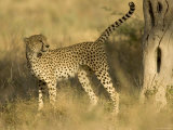 A Cheetah with Raised Tail Stands at the Base of a Tree (Acinonyx Jubatus)