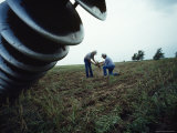 Wichita Farmer and His Son Examine Wheat Damaged by Drought  Amounting to a Loss of 80 000 Dollars