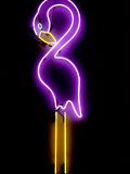 A Classic Florida Flamingo Glows on the Wall of the Magic Beach Motel