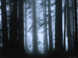 Shrouded in Mist  the Trunks of a Crowd of Giant Redwoods Soar  Redwood National Park  California