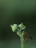 A Wasp Clinging to a Plant