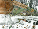 Cutaway Painting of a Dead Douglas Fir Log; It Supports an Immense Colony of Small Life