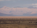 Caribou Grazing on Tundra near Beaufort Lagoon  Arctic National Wildlife Refuge  Alaska