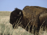 American Bison Shedding His Winter Coat  Fort Niobrara National Wildlife Refuge  Nebraska