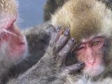 Close up of Japanese Macaques (Snow Monkeys) Grooming Each Other