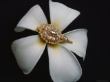 A Gold and Diamond Belt Ornament Rests on a Fragrant Plumeria Blossom