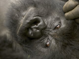 Male Mountain Gorilla (Gorilla Gorilla Beringei)  Portrait of Face