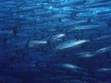 A School of Blackfin Barracuda in a Sea of Blue