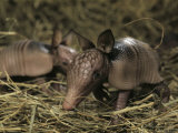 Pair of Juvenile Nine-Banded Armadillos  Melbourne  Florida