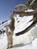 Three Japanese Macaques (Snow Monkeys) Play on a Branch  One Hanging