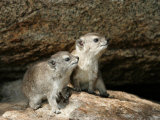 Two Baby Rock Hyraxes Under Rock (Procavia Capensis)