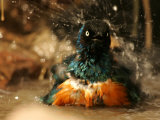 A Superb Starling Shakes Water off While Bathing (Lamprotornis Superbus)
