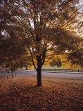 Tree in Autumn Foliage on the Grounds of Dartmouth College  Hanover  New Hampshire