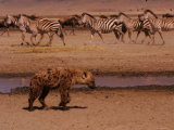 A Spotted Hyena Walks Near a Herd of Zebras (Crocuta Crocuta)