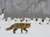 Red Fox Watches Japanese Red-Crowned Crane Flock (Grus Japonensis)