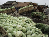 Mounds of Cabbages in Baskets Await Transport via Flat Bed Tricycles  Sichuan Province  China